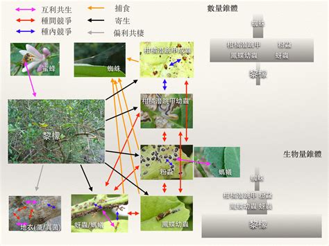 植物與人的關係|生物共同體：土地、動物與人的相互依存 